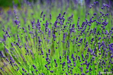 札幌市　羊が丘公園